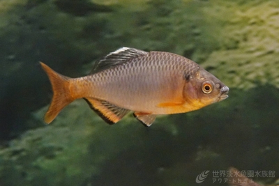 7BDSCefuWBttDCjsMHWQ.jpg?w=940&h=940