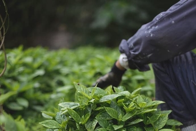 7EGmM2jRbZWlo2CNRlxI.jpg?w=940&h=940