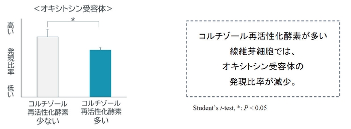 真皮の線維芽細胞における「オキシトシン受容体」の発現量の変化　グラフ(1)