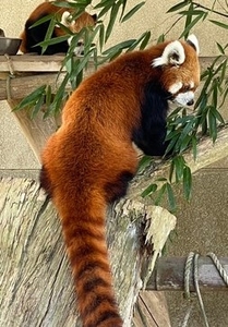 7I2pVcfItRZlZrSzLi1L.jpg?w=940&h=940