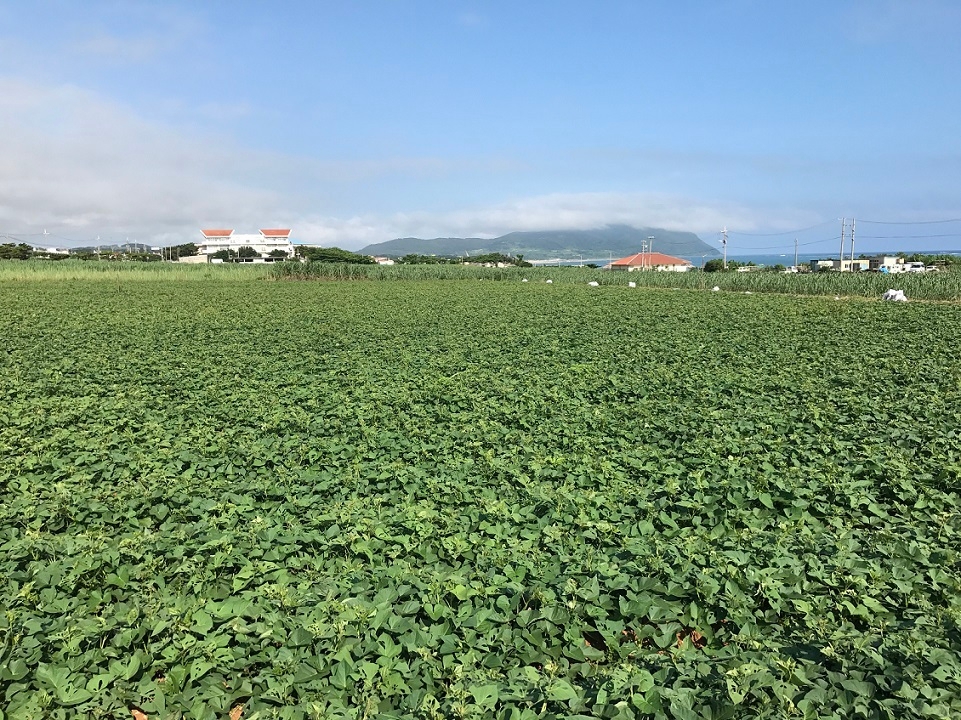 久米島の紅芋畑風景