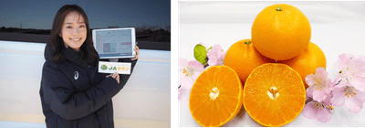 愛媛県産　せとか　ＪＡにしうわ