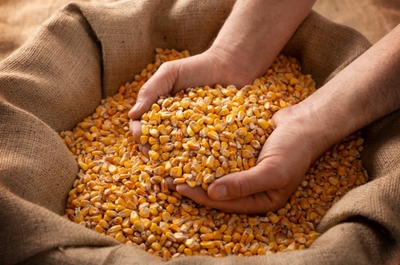 国産とうもろこし100％使用の飼料