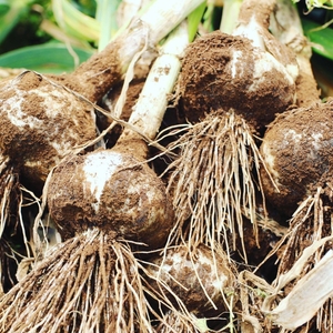 7YIQRlRGD0sVKZrRhd91.jpg?w=940&h=940