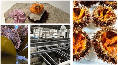 ALTAMEがPR支援を行う、佐渡シーファームの養殖ウニ 「金山雲丹」を題材とした映画が公開決定！ ～NGT48北村優羽さん主演、ご当地映画『金山雲丹物語』が 11月末「ふるさと映画祭」(東京)にて上映予定～