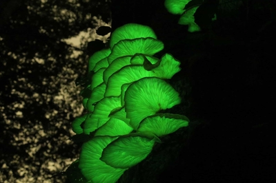 7cphM7lxGp4SnQyrAHbk.jpg?w=940&h=940