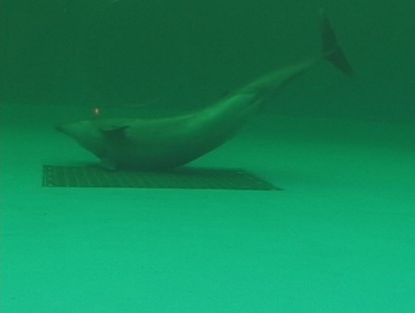 セルフラビング