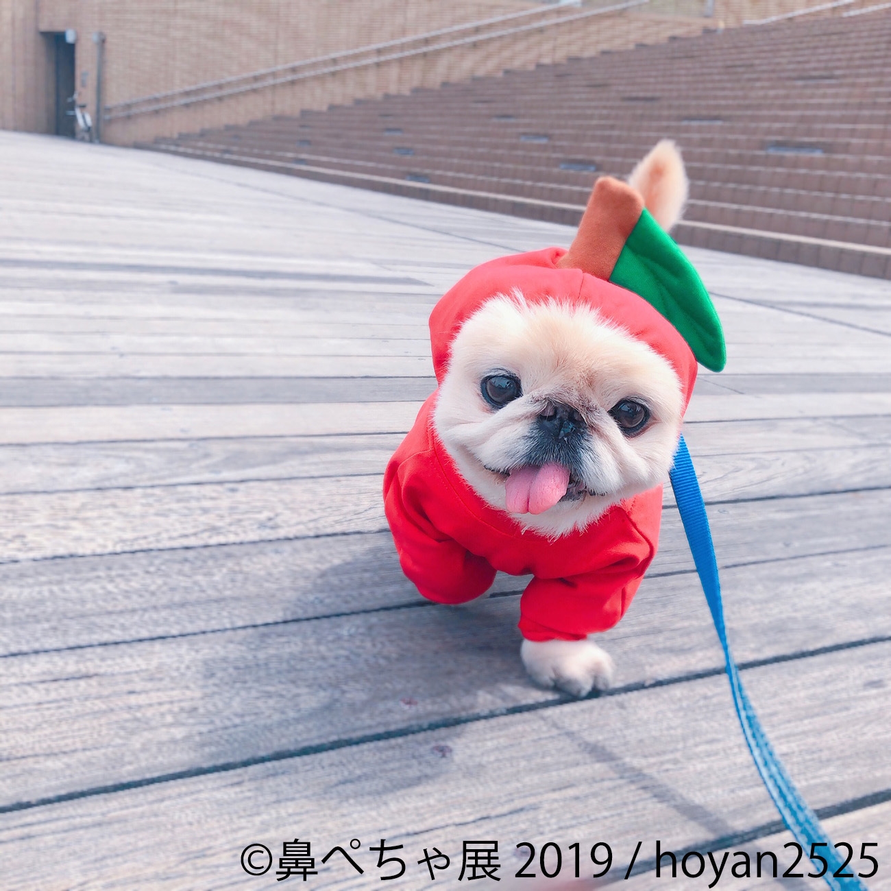 パグやシーズー、愛嬌たっぷりの“鼻ぺちゃ犬”が勢ぞろい 「鼻ぺちゃ展