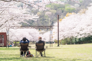 春満開！東伊豆町稲取高原の「桜回廊」花びら舞う散策路