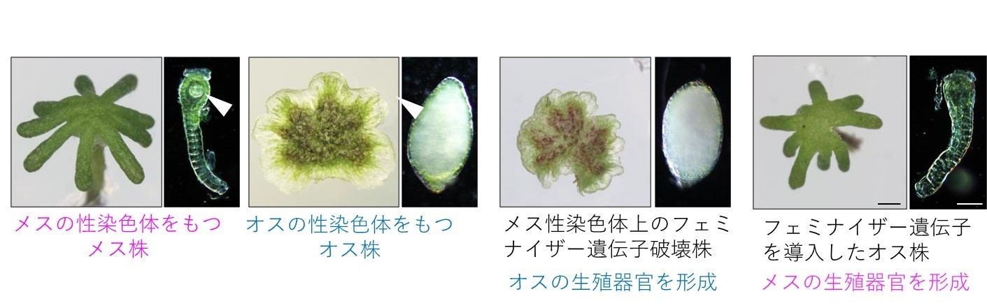 図2 フェミナイザー遺伝子の同定 メスの性染色体上にある今回同定した遺伝子を破壊するとオス化し、オスに特徴的な雄器托と造精器を形成する。一方、この遺伝子を遺伝的なオス株に与えると雌器托と造卵器を形成し、メスとなる。