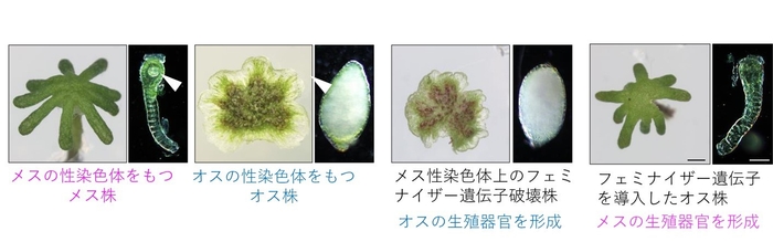 図2 フェミナイザー遺伝子の同定 メスの性染色体上にある今回同定した遺伝子を破壊するとオス化し、オスに特徴的な雄器托と造精器を形成する。一方、この遺伝子を遺伝的なオス株に与えると雌器托と造卵器を形成し、メスとなる。