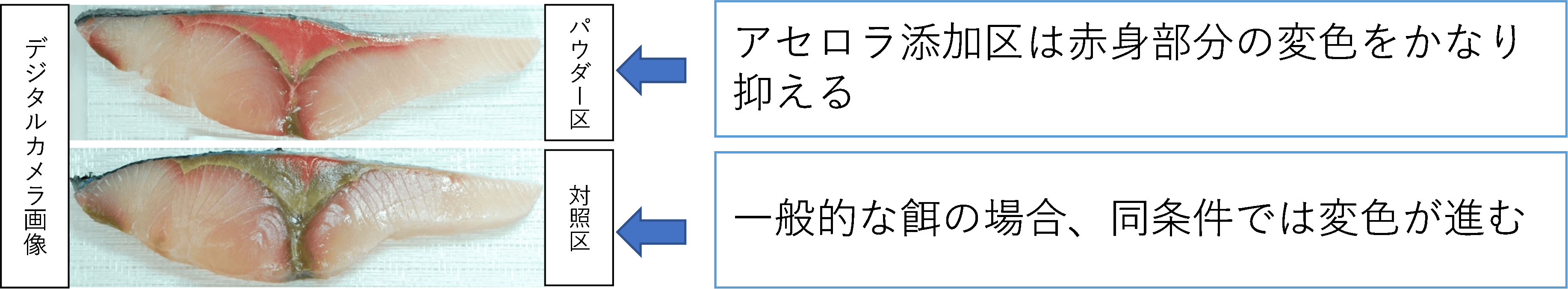 開封後、5℃空気暴露状態での保管による変色比較(72時間後)
