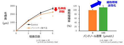 図１ マウスヒゲ毛包の毛伸長に対するパントテン酸不足の影響及び毛包上皮細胞におけるパンテノールの細胞増殖活性化作用