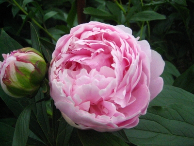 7reoZHdIcjwUeg5q1cpQ.JPG?w=940&h=940