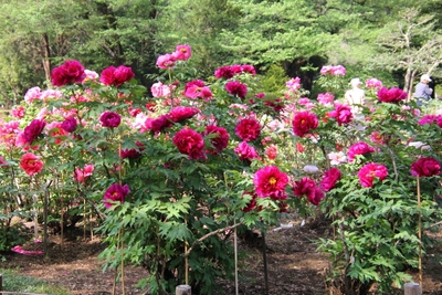 7ytkzyBq3BC40SmVXIRU.JPG?w=940&h=940