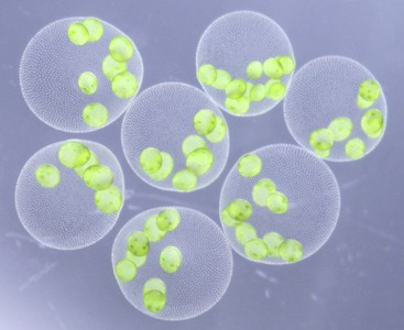 図1. 新種「ヒスイボルボックス」（Volvox chrysoprasus sp. nov.）の無性球体。内部に複数の娘球体をもつ。実体顕微鏡下で、暗視野に近い照明条件で撮影。