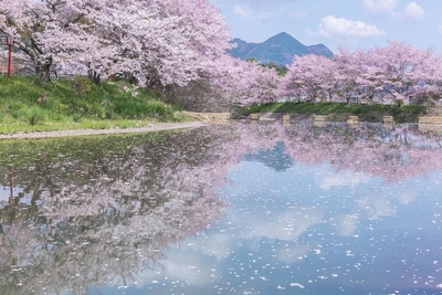 宇陀川桜並木（昼景）