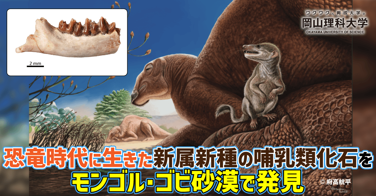 【岡山理科大学】恐竜時代に生きた新属新種の哺乳類化石をモンゴル・ゴビ砂漠で発見