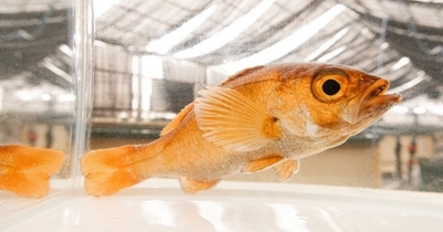 近畿大学水産研究所富山実験場で人工ふ化・飼育したノドグロ（3歳魚）