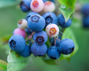 85YnSALkPjLMpICKUJL2.jpg?w=940&h=940