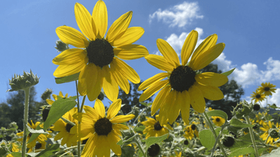 86BBMq4jfk4K6s2HcLDK.png?w=940&h=940