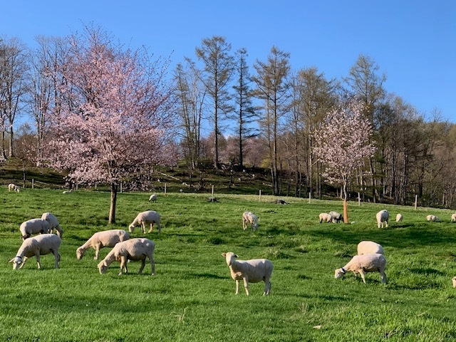 赤平めん羊牧場　桜と羊