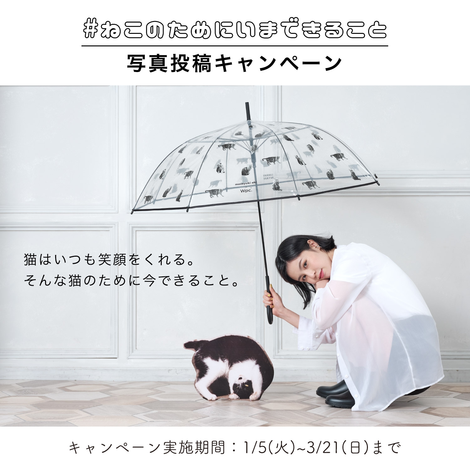 大好きな猫のために今出来ることを大募集!