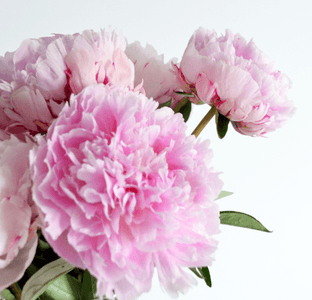 8AntUSoxjz9bZOR7b7Ra.png?w=940&h=940