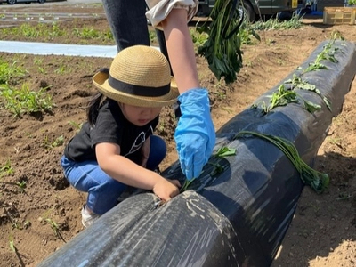 【茨城県鉾田市】農業体験・さつまいも畑オーナー募集【ラーケーション】