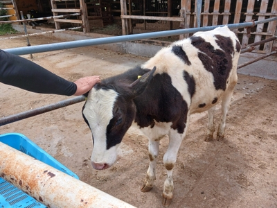牛とのふれあいの様子（イメージ）