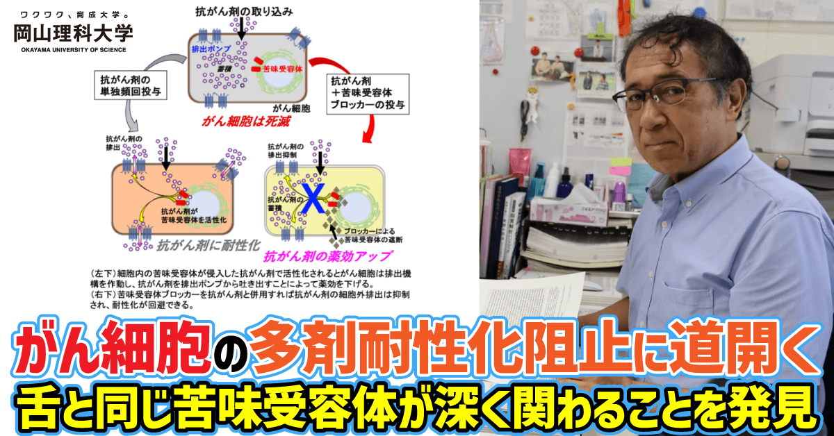 【岡山理科大学】がん細胞の多剤耐性化阻止に道開く　――舌と同じ苦味受容体が深く関わることを発見 