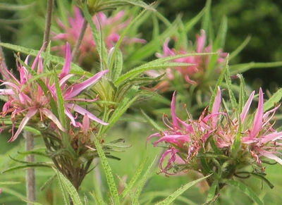 8HHzxpDe1AVsqlu1Z6TV.jpg?w=940&h=940