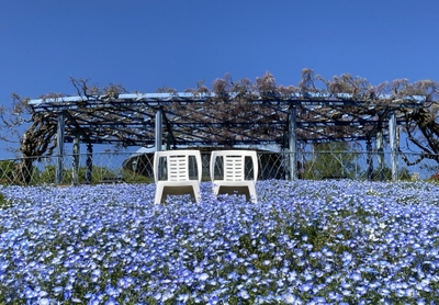 山頂を青く染めるネモフィラ／4月下旬〜5月中旬