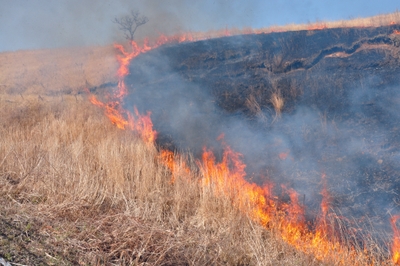 阿蘇北外輪の野草地の野焼き