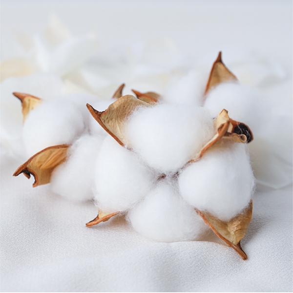オーガニックコットンイメージ