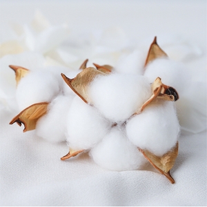 オーガニックコットンイメージ