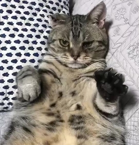 8MlyxuJuH86fp2ryCrf1.jpg?w=940&h=940