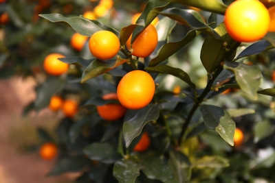 8MtSx5frt2SYBQwcQERH.JPG?w=940&h=940