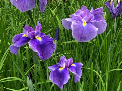 8O7T4SYEKGyqrrlWy5uu.jpeg?w=940&h=940