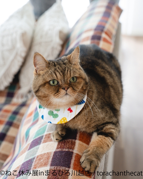 展示作品:torachanthecat