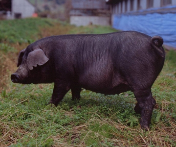 8UEuZNAYnfW2gF4CyKCT.jpg?w=940&h=940