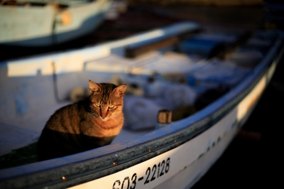 8UbWH99RFuvkoZzq0YUi.jpg?w=940&h=940