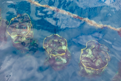 8ZgocTnXBLqGYGrlln9I.jpg?w=940&h=940