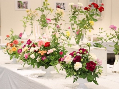 秋のバラ展（令和６年撮影）