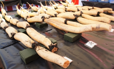 8dBrwiEQYqVvOFhf8pCO.jpg?w=940&h=940