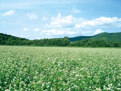 8dqCDv55hJ6EJhLnGOIE.jpg?w=940&h=940