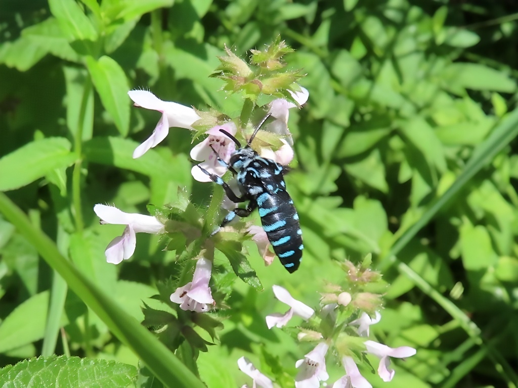 ナミルリモンハナバチ