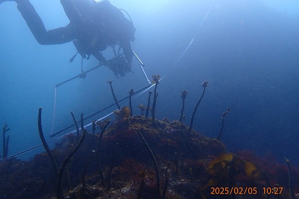 「藻場をおこす、未来をつくる」全国的な磯焼け(藻場の喪失)問題に対し、漁業者、企業、行政が官民連携で、藻場再生を通じて、地域活性化を目指す好循環モデルの構築に取り組んでいます。