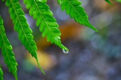 雨に濡れて深緑色になったシダ