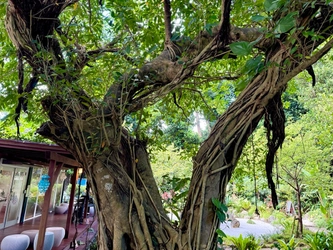 備瀬のあそびば、 体験型ウェディングオーダーメイドプランを開始